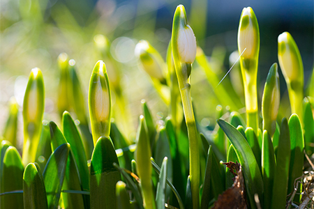 Snowdrop with blossom, spring flower with bud, the awakening of nature